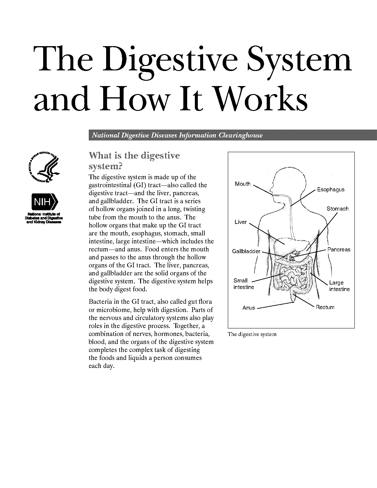 digestive enzymes and their functions table