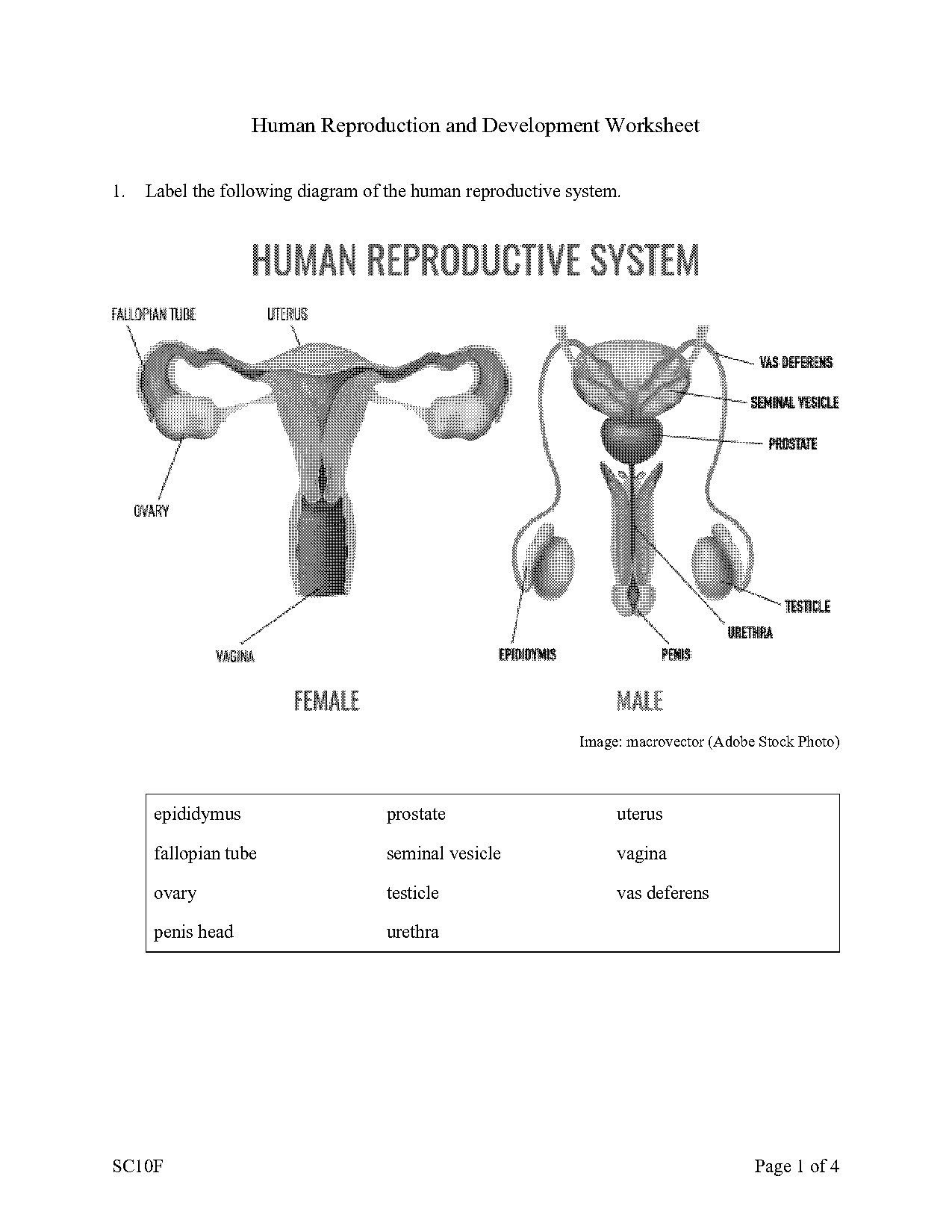 human female reproductive system worksheet answers