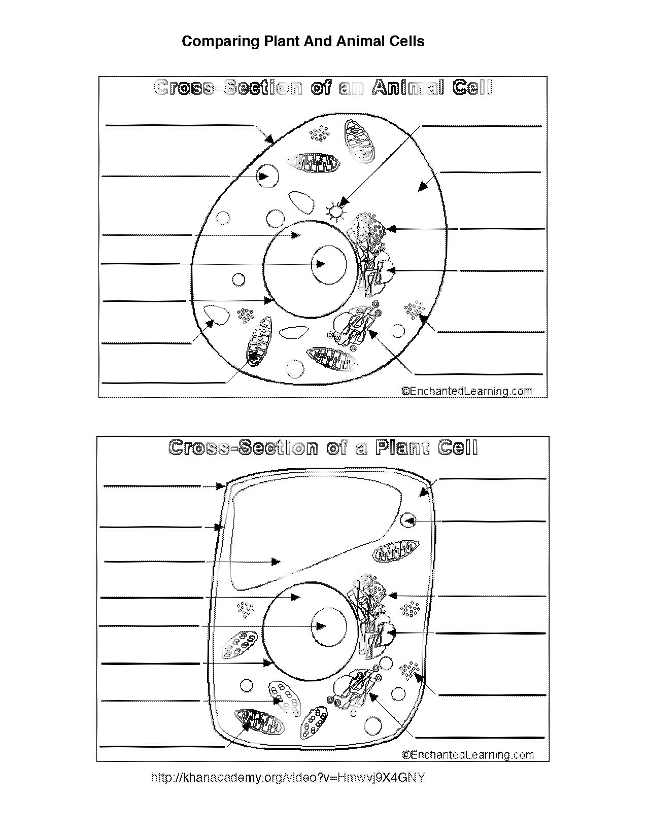 printable blank diagram animal cell