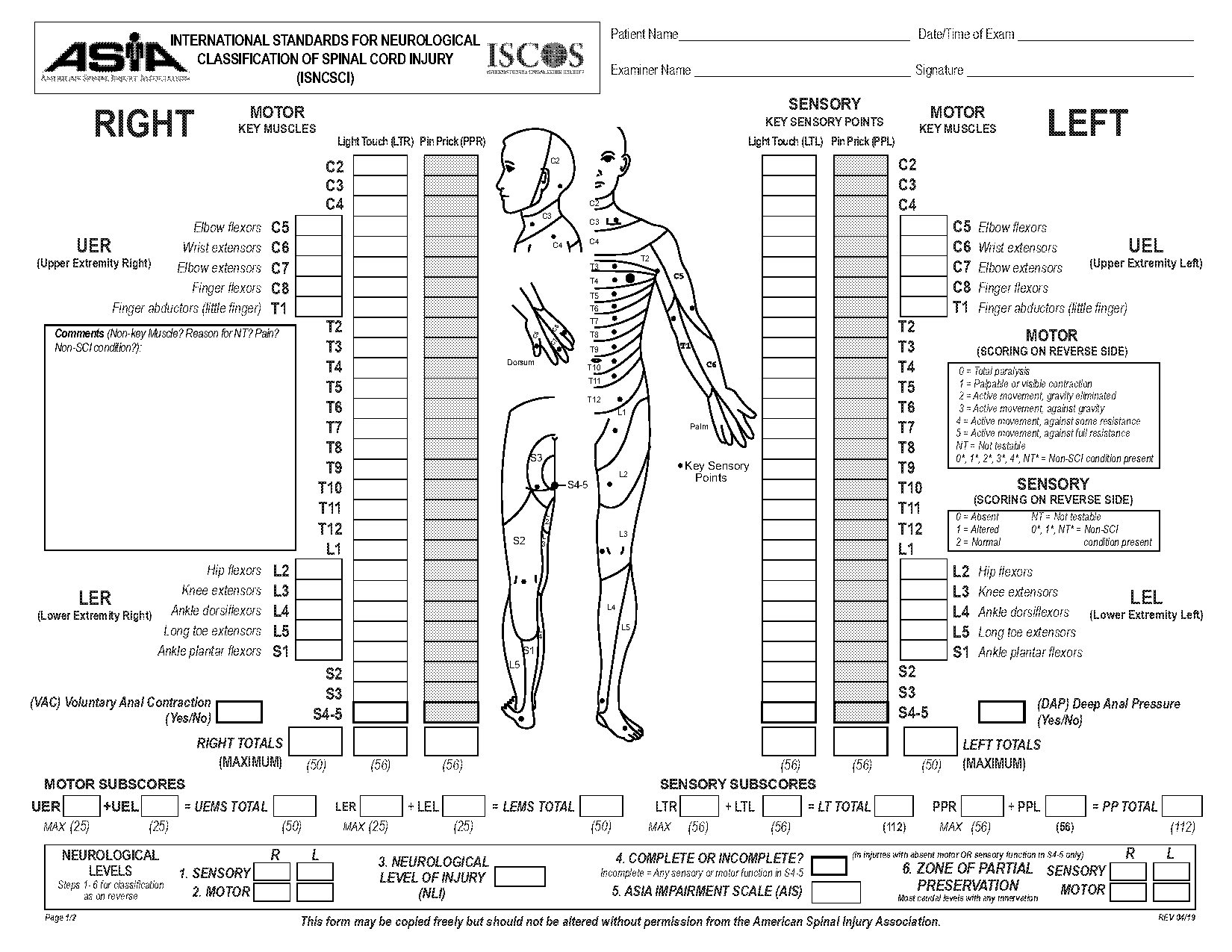 muscles of the torso worksheet answers