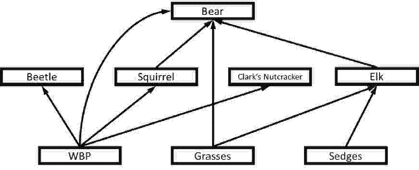 yellowstone food web worksheet answers