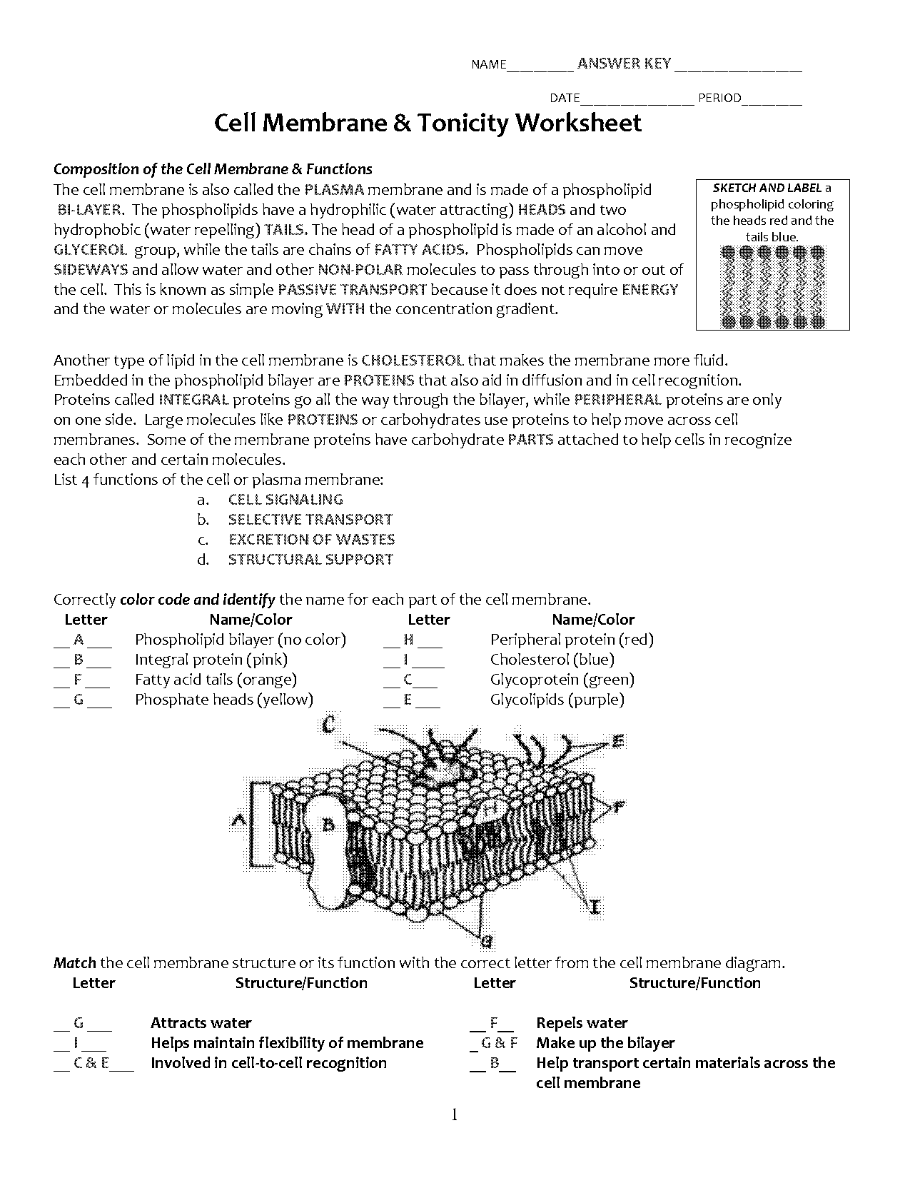 animal cell colouring worksheet